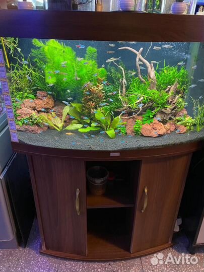 Аквариумы, аквариумные рыбки и товар для рыб