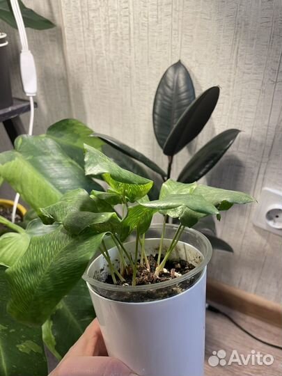 Калатея Нетворк