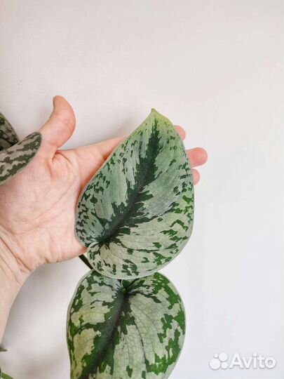 Сциндапсус экзотика