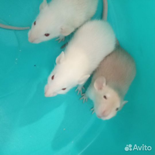 Крысы дамбо