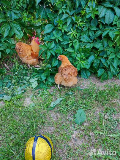 Утки Чери-велли