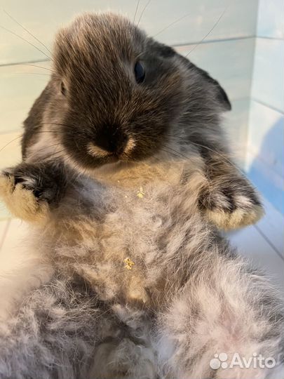 Кролики минилопы