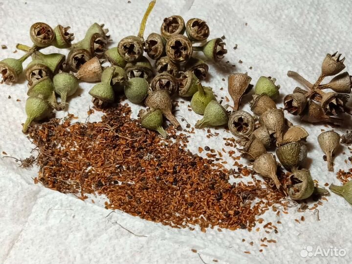 Семена эвкалипта несколько видов есть проросшие