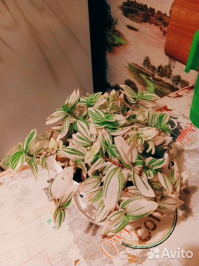 Традисканция