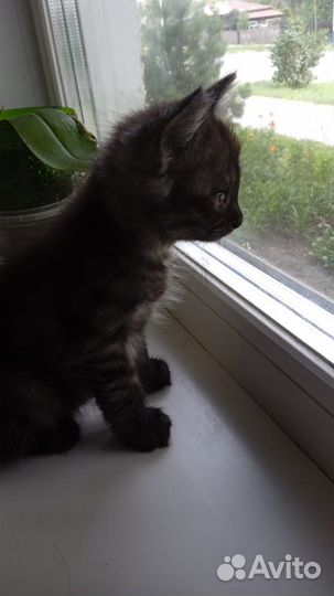 Отдам котенка в добрые руки