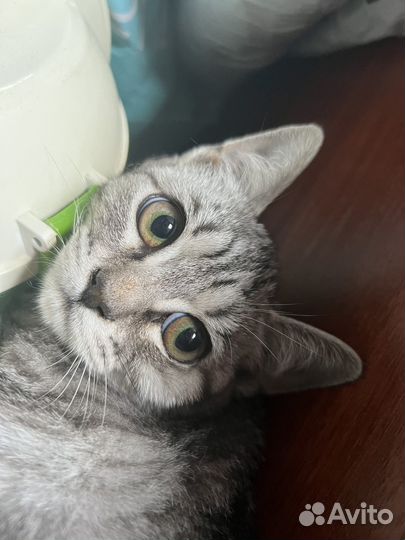 В добрые ручки