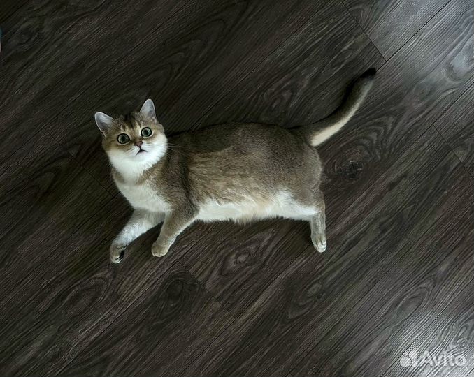 Шотландская шиншилла