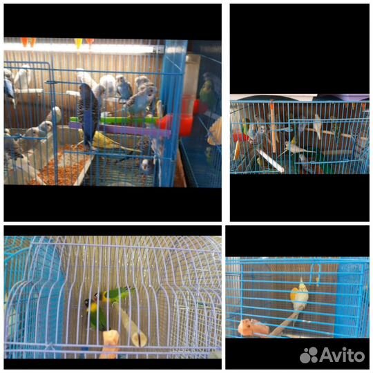 Попугаи волнистые, неразлучники, кореллы, ожерелов