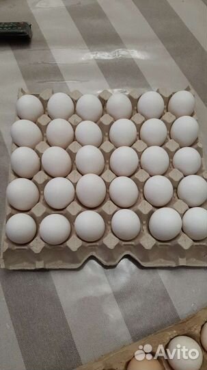 Домашние куриные яйца