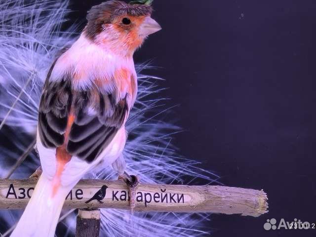 Португальский арлекин