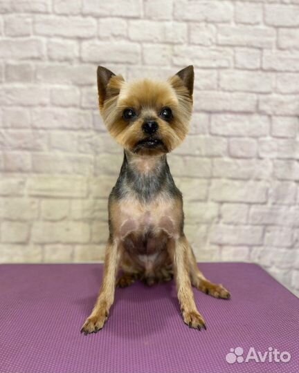 Стрижка собак, груминг, грумер в Энгельсе