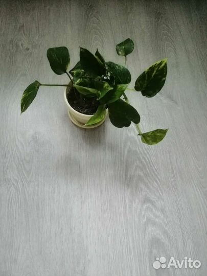 Декабрист, сциндапсус, сингониум