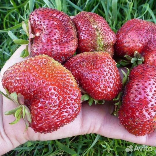 Семена клубники