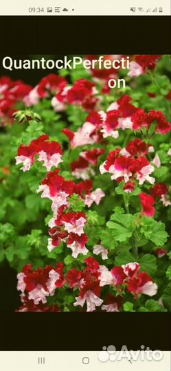 Пеларгония герань