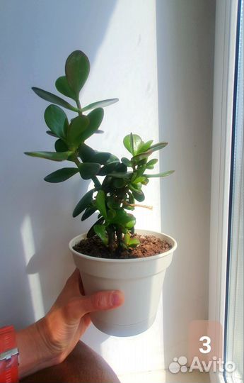 Толстянка. Денежное дерево