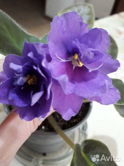 Сортовые фиалки