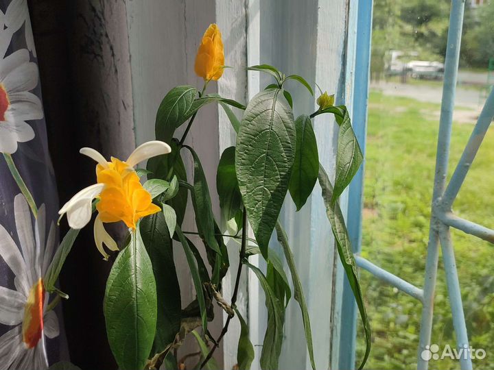 Пахистахис