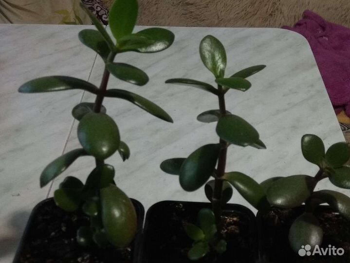 Комнатные растения