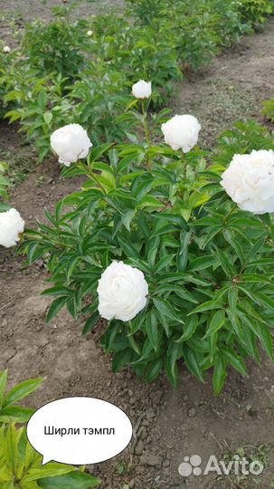 Пионы саженцы корни