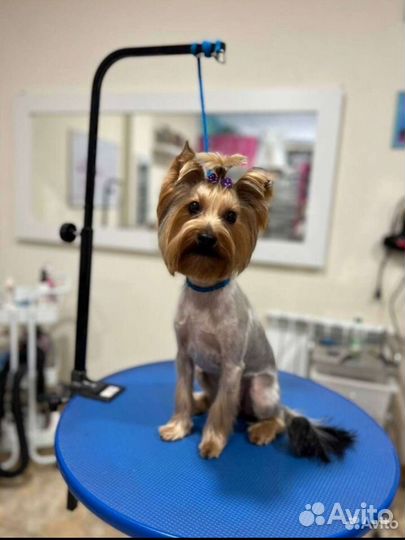 Стрижка кошек и собак. Груминг. Возможен выезд