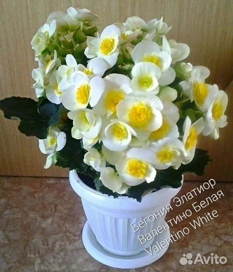 Сортовая бегония