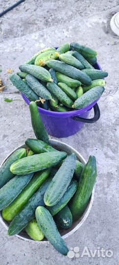 Огурцы