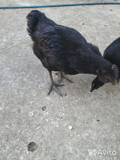 Цыплята Ухейилюй