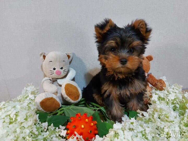 Щеночки Йоркширского терьера