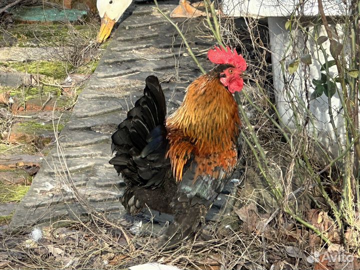 Декоративный петух