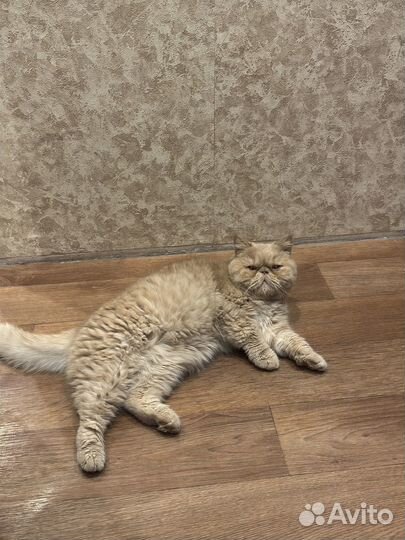 Отдам в добрые руки кошку