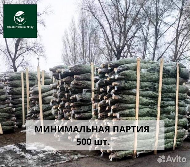 Новогодние елки