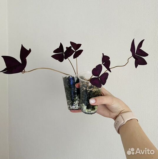 Кислица оксалис