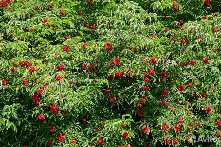 Айва японск.,бузина,дерен,карагана и др