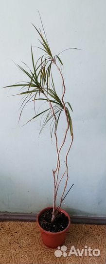 Драцена, 143 см