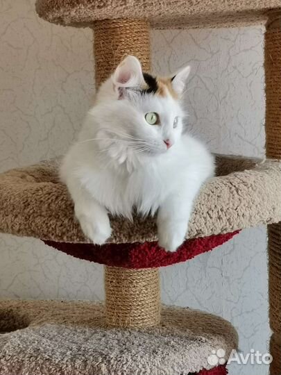 Очень красивая кошка