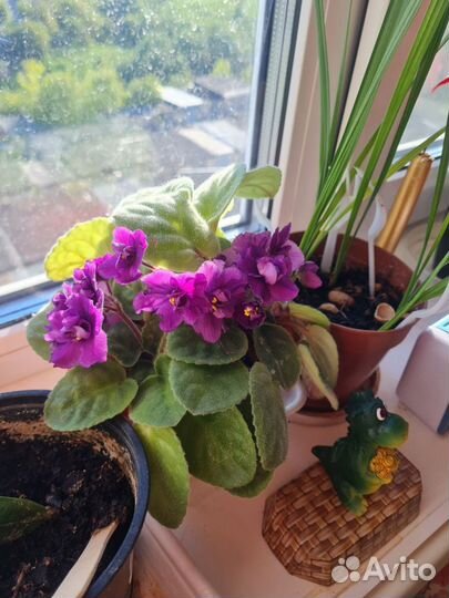 Комнатные цветы