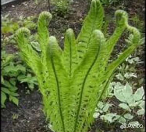 Папоротник