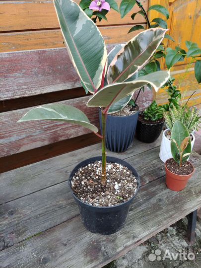 Фикус эластика 'Тинеке'