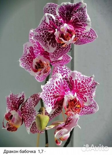 Орхидея Phal. Дракон бабочка