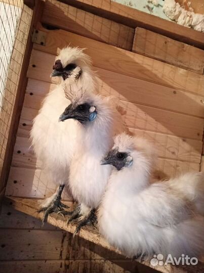 Китайские шелковые