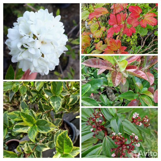 Калина декоративная 4 сорта