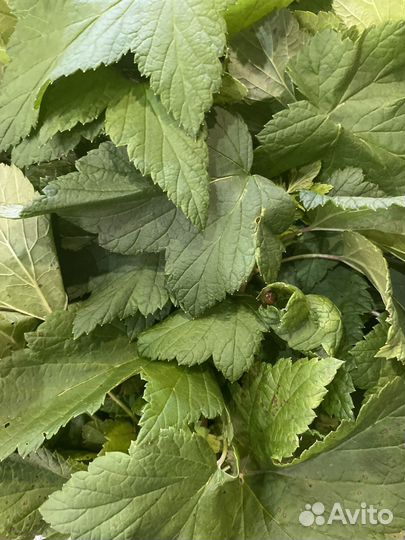 Веник смородиновый 10 шт