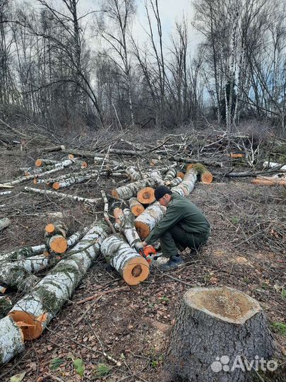 Спил деревьев.Расчистка участка