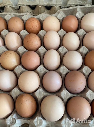 Яйцо инкубационное кур, гусей, уток, индюшек