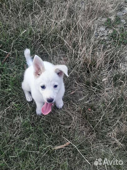 Умка белоснежное игривое чудо