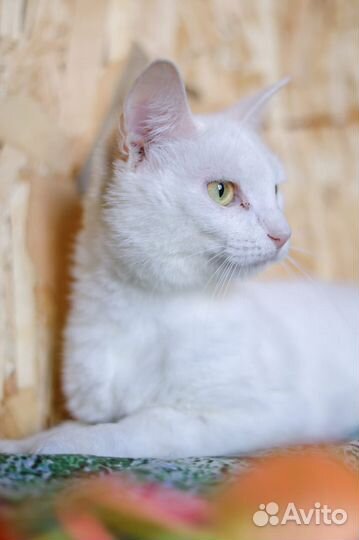 Застенчивая кошечка ждет своих хозяев