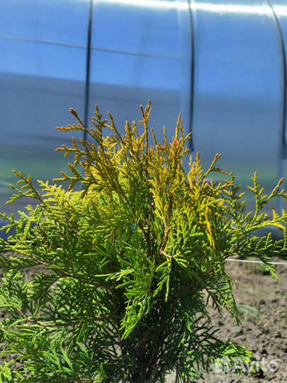 Туя голден глоб