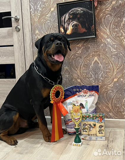 Вязка ротвейлера