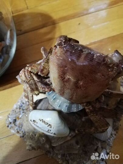 Морские ракушки раковины