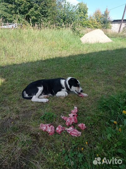 Отдаëтся в добрые руки бесплатно